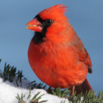 SPA-Winter-Cardinal crop